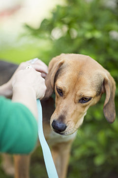 Detail of young woman putting on a leash her bloodhound dog