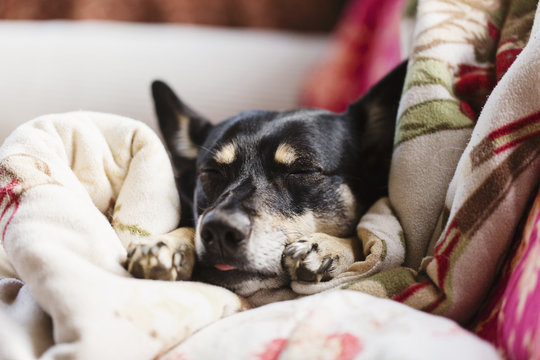 Dog sleeps hard on sofa with tongue out of her mouth