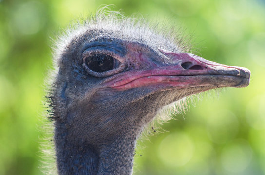 The head of an adult ostrich