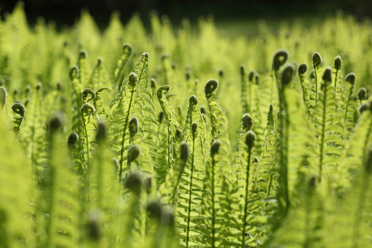 fresh leaves on a group of ostrich ferns