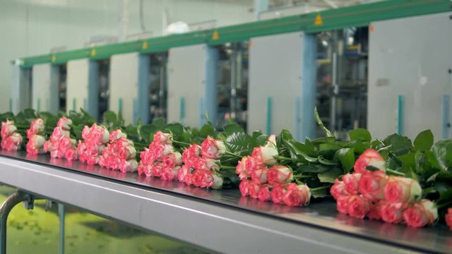 Transportation of roses on a conveyor belt.