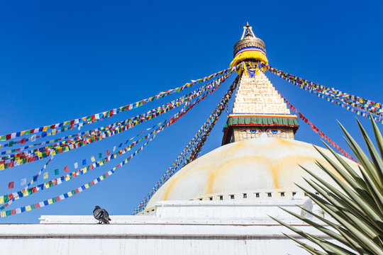 dove in Bodhnath Stupa,Katmandu