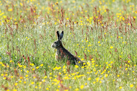 Wild hare in wildlfower meadow