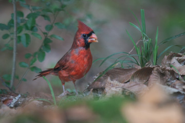 Young Male Cardinal