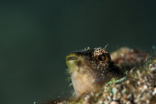 Tiny Blenny Fish Peaking