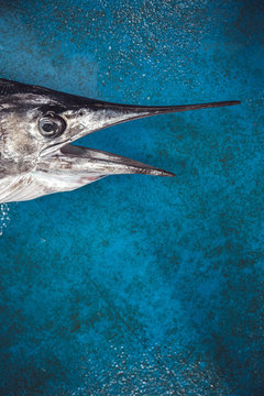Close up of swordfish