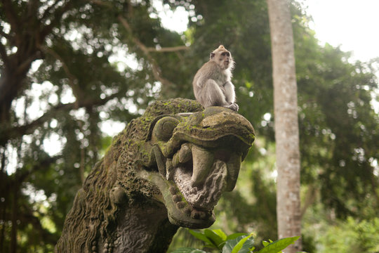 Monkey at Ubud Monkey Forest