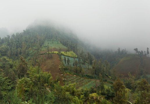 Mountain plantation
