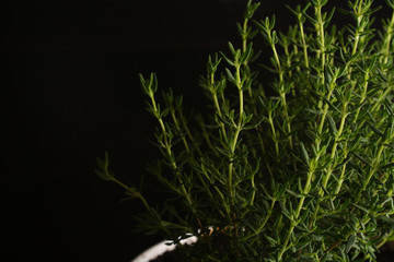 Thyme in a pot on a black background