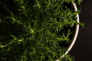 Thyme in a pot on a black background