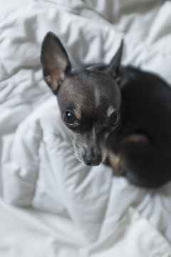 Cute black chihuahua dog on bed