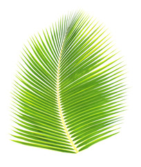 Obraz premium Green palm leaf isolated on white background