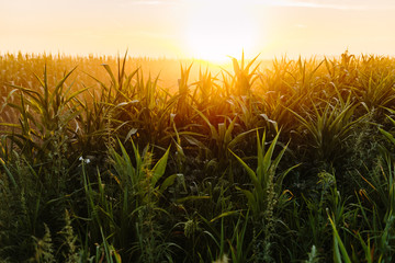 Cornfield in sunset