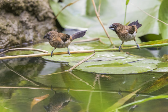 Scaly-breasted Munia,Spice Finch,Nutmeg Mannikin,Lonchura punctulata