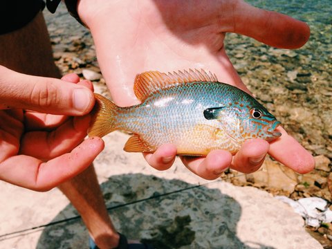 Longear Sunfish