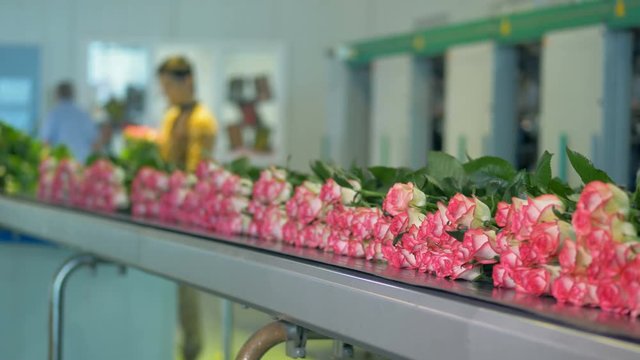 Worker binding roses and putting them on conveyor.