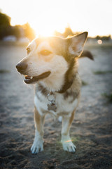 Husky corgi mix dog at the park at sunset