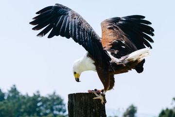 fish eagle