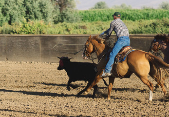 Team roper ropes steer in arena