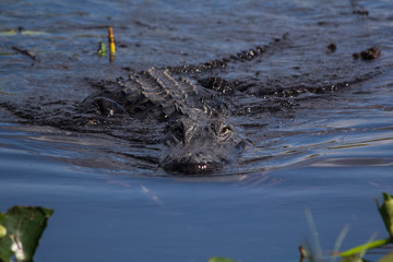 Everglades: Alligators in the swamp