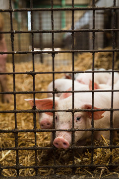 Piglet looking at camera through fence