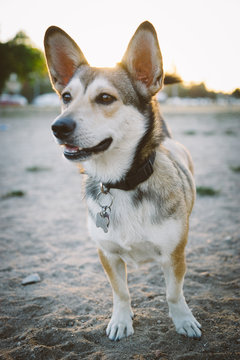 Husky corgi mix dog at the park at sunset