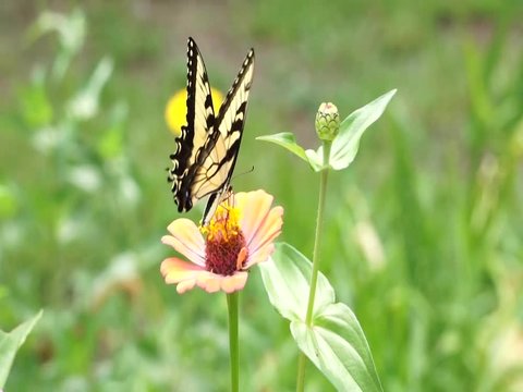 A yellow swallowtail butterfly on a zinnia flower.