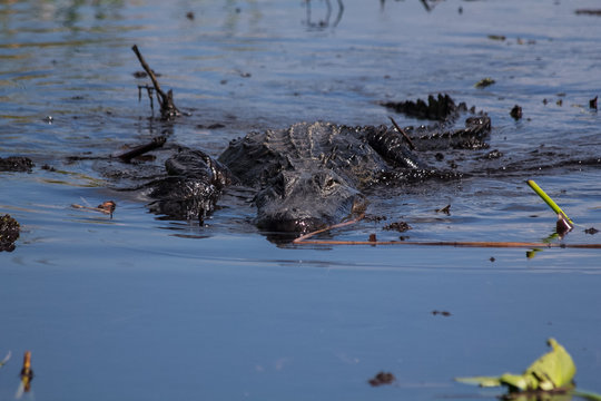 Alligator swimming the muddy, brackish waters of the swamps in the Everglades National park in Florida