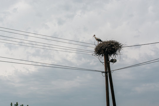 Stork nest on top of a wooden post