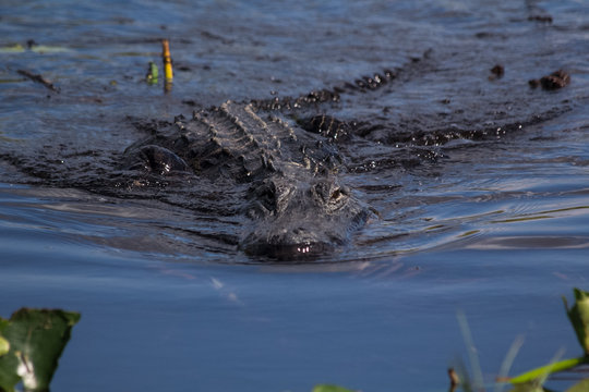 Everglades: Alligators in the swamp