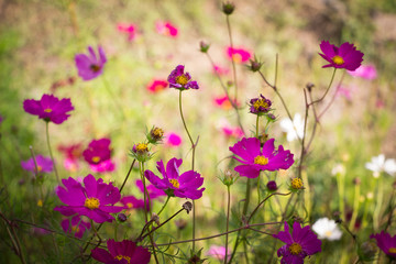 Obraz premium tiempo de flores