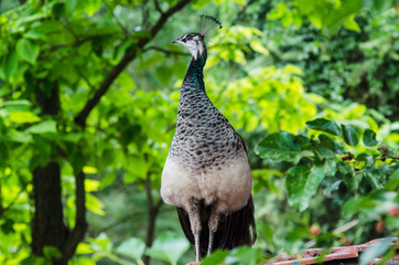 Female peacock in zoo