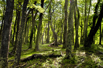 Fototapeta premium Granic