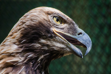 Eagle in the cage of the zoo