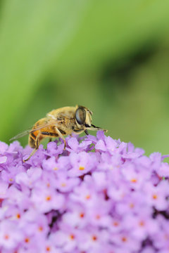 Bee on buddleja flower