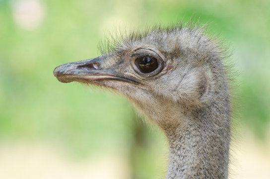 Female ostrich in the zoo