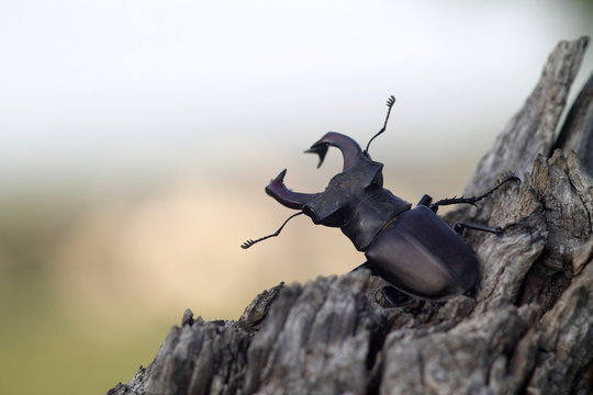 Stag Beetle rotten tree trunk
