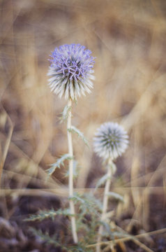 globe thistle