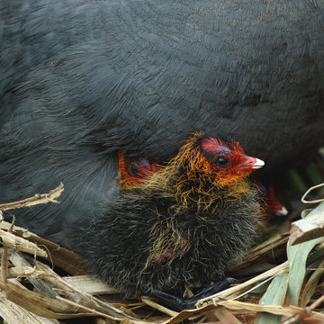 Young coot on a nest