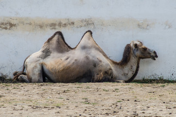 Profile of camel on a wall background