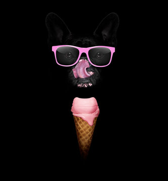 dog with ice cream