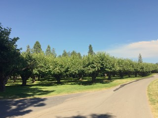 Cherry tree orchard and paved road