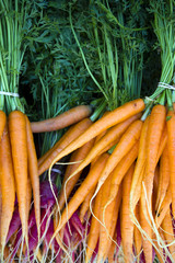 Organic Farmer's Market Fresh Vegetables