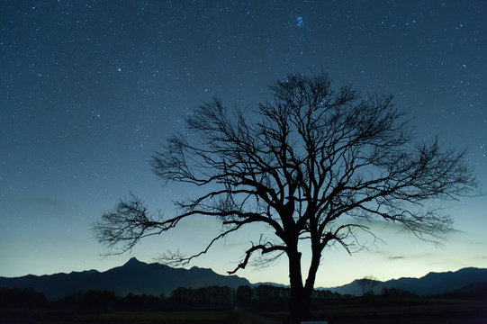 Nobeyama Highland &middot; Flowing stars and Yamanashi tree. 野辺山高原・星空と山梨の木