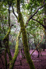 Fototapeta na wymiar Anaga north forest in Tenerife island, Canary islands, Spain. 