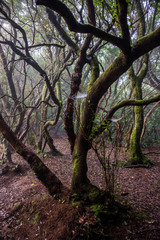 Anaga north forest in Tenerife island, Canary islands, Spain.
