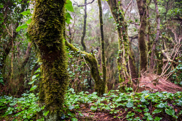 Anaga north forest in Tenerife island, Canary islands, Spain.
