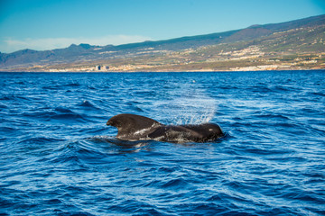 Obraz premium Pilot whale, Globicephala melas, Teneryfa, Wyspy Kanaryjskie, Hiszpania.