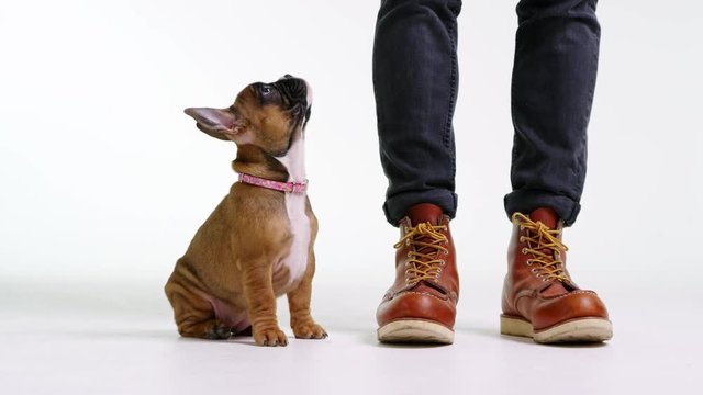 French bulldog puppy watching bouncing ball, close up, shot on R3D