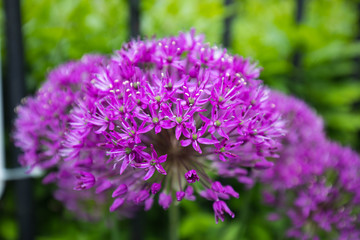 purple allium